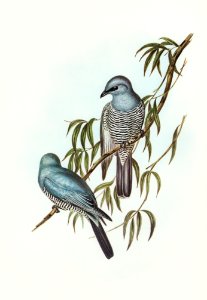 Swainson’s Graucalus (Graucalus Swainsonii) illustrated by Elizabeth Gould (1804–1841) for John Gould’s (1804-1881) Birds of Australia (1972 Edition, 8 volumes). Digitally enhanced from our own facsimile book (1972 Edition, 8 volumes).