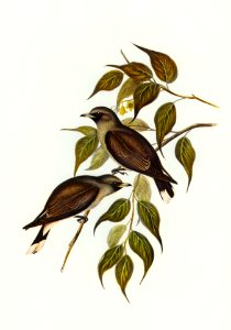 White-vented Wood Swallow (Artamus albiventris) illustrated by Elizabeth Gould (1804–1841) for John Gould’s (1804-1881) Birds of Australia (1972 Edition, 8 volumes). Digitally enhanced from our own facsimile book (1972 Edition, 8 volumes).