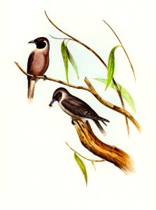 Masked Wood Swallow (Artamus personates, Gould) illustrated by Elizabeth Gould (1804–1841) for John Gould’s (1804-1881) Birds of Australia (1972 Edition, 8 volumes). Digitally enhanced from our own facsimile book (1972 Edition, 8 volumes).