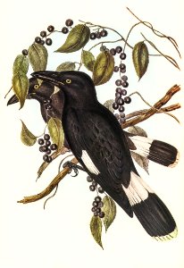 Great Crow-Shrike (Strepera graculina) illustrated by Elizabeth Gould (1804–1841) for John Gould’s (1804-1881) Birds of Australia (1972 Edition, 8 volumes). Digitally enhanced from our own facsimile book (1972 Edition, 8 volumes).