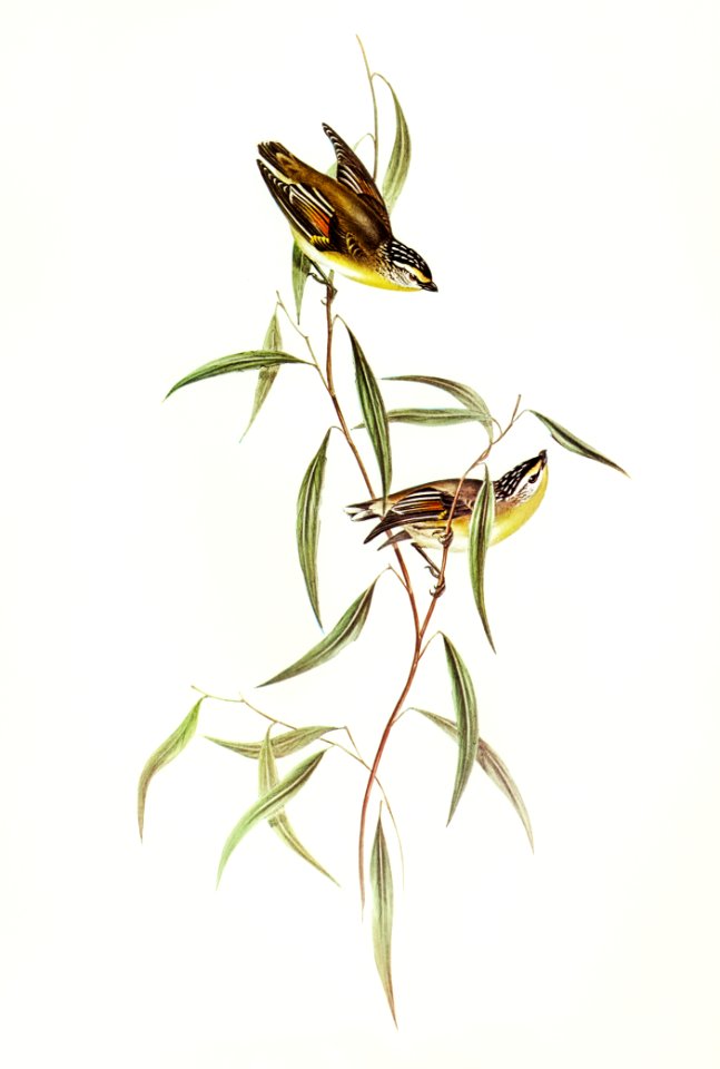 Allied Pardalote (Pardalotus affines) illustrated by Elizabeth Gould (1804–1841) for John Gould’s (1804-1881) Birds of Australia (1972 Edition, 8 volumes). Digitally enhanced from our own facsimile book (1972 Edition, 8 volumes).
