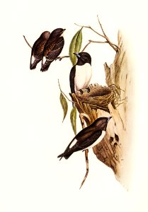White-rumped Wood Swallow) illustrated by Elizabeth Gould (1804–1841) for John Gould’s (1804-1881) Birds of Australia (1972 Edition, 8 volumes). Digitally enhanced from our own facsimile book (1972 Edition, 8 volumes).