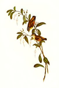 Red-lored Pardalote (Pardalotus rubricatus) illustrated by Elizabeth Gould (1804–1841) for John Gould’s (1804-1881) Birds of Australia (1972 Edition, 8 volumes). Digitally enhanced from our own facsimile book (1972 Edition, 8 volumes).
