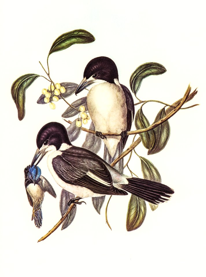 Butcher-Bird (Cracticus destructor) illustrated by Elizabeth Gould (1804–1841) for John Gould’s (1804-1881) Birds of Australia (1972 Edition, 8 volumes). Digitally enhanced from our own facsimile book (1972 Edition, 8 volumes).