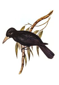 Quoy’s Crow-Shrike (Cracticus Quoyii) illustrated by Elizabeth Gould (1804–1841) for John Gould’s (1804-1881) Birds of Australia (1972 Edition, 8 volumes). Digitally enhanced from our own facsimile book (1972 Edition, 8 volumes).