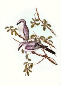 White-bellied Graucalus (Graucalus hypoleucus) illustrated by Elizabeth Gould (1804–1841) for John Gould’s (1804-1881) Birds of Australia (1972 Edition, 8 volumes). Digitally enhanced from our own facsimile book (1972 Edition, 8 volumes).