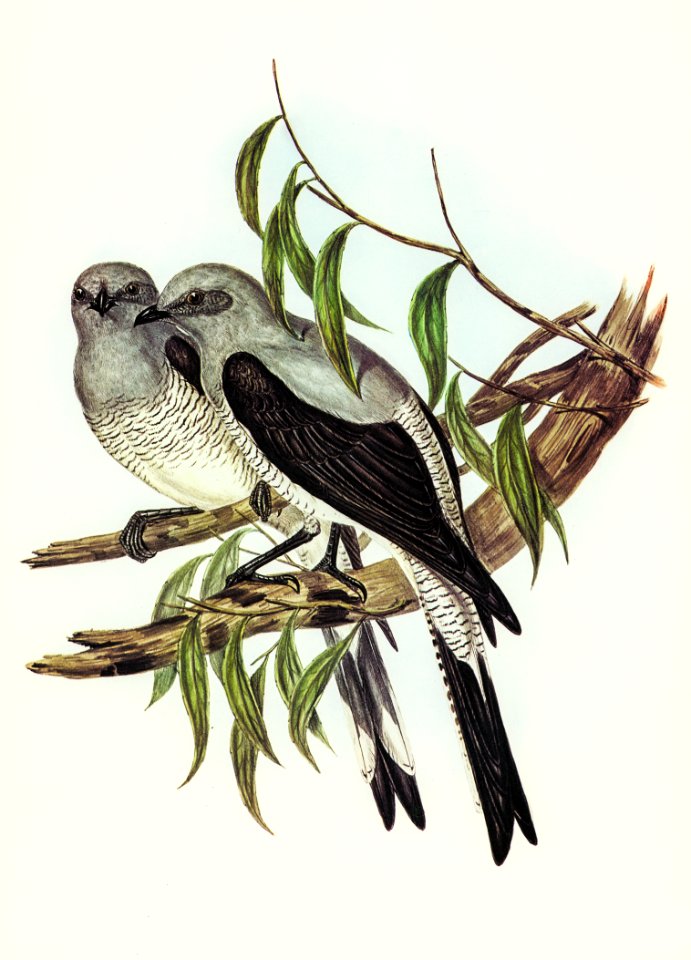 Ground Graucalus (Pteropodocys Phasianella) illustrated by Elizabeth Gould (1804–1841) for John Gould’s (1804-1881) Birds of Australia (1972 Edition, 8 volumes). Digitally enhanced from our own facsimile book (1972 Edition, 8 volumes).