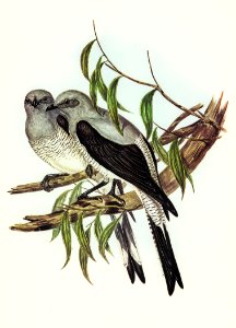 Ground Graucalus (Pteropodocys Phasianella) illustrated by Elizabeth Gould (1804–1841) for John Gould’s (1804-1881) Birds of Australia (1972 Edition, 8 volumes). Digitally enhanced from our own facsimile book (1972 Edition, 8 volumes).
