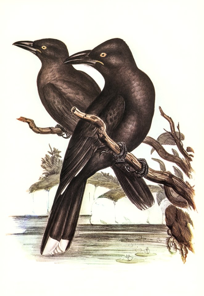 Sooty Crow-Shrike (Strepera fuliginose) illustrated by Elizabeth Gould (1804–1841) for John Gould’s (1804-1881) Birds of Australia (1972 Edition, 8 volumes). Digitally enhanced from our own facsimile book (1972 Edition, 8 volumes).