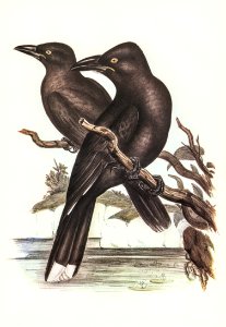 Sooty Crow-Shrike (Strepera fuliginose) illustrated by Elizabeth Gould (1804–1841) for John Gould’s (1804-1881) Birds of Australia (1972 Edition, 8 volumes). Digitally enhanced from our own facsimile book (1972 Edition, 8 volumes).