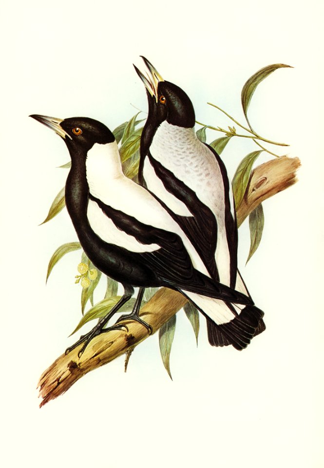 Tasmanian Crow-Shrike (Gymnorhina organicum) illustrated by Elizabeth Gould (1804–1841) for John Gould’s (1804-1881) Birds of Australia (1972 Edition, 8 volumes). Digitally enhanced from our own facsimile book (1972 Edition, 8 volumes).