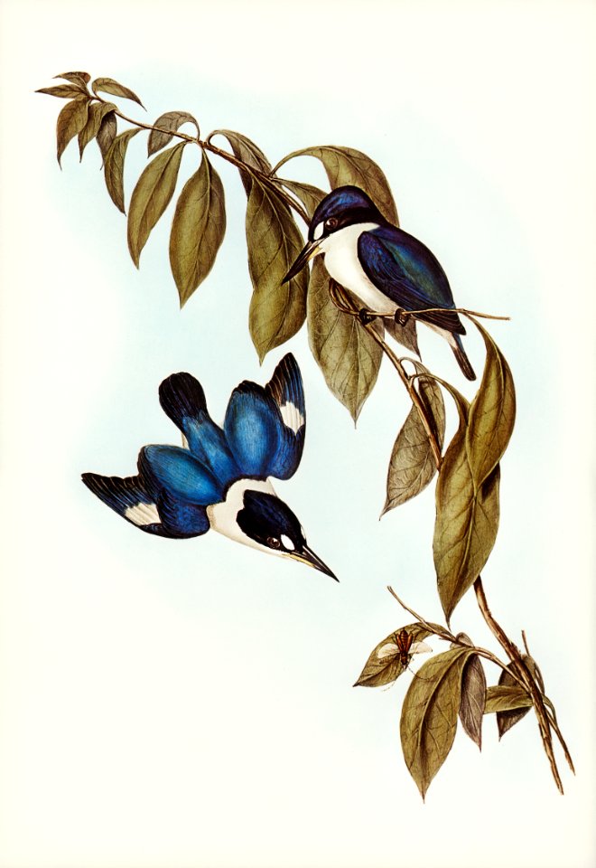 MacLeay’s Halcyon (Halcyon MacLeayii) illustrated by Elizabeth Gould (1804–1841) for John Gould’s (1804-1881) Birds of Australia (1972 Edition, 8 volumes). Digitally enhanced from our own facsimile book (1972 Edition, 8 volumes).