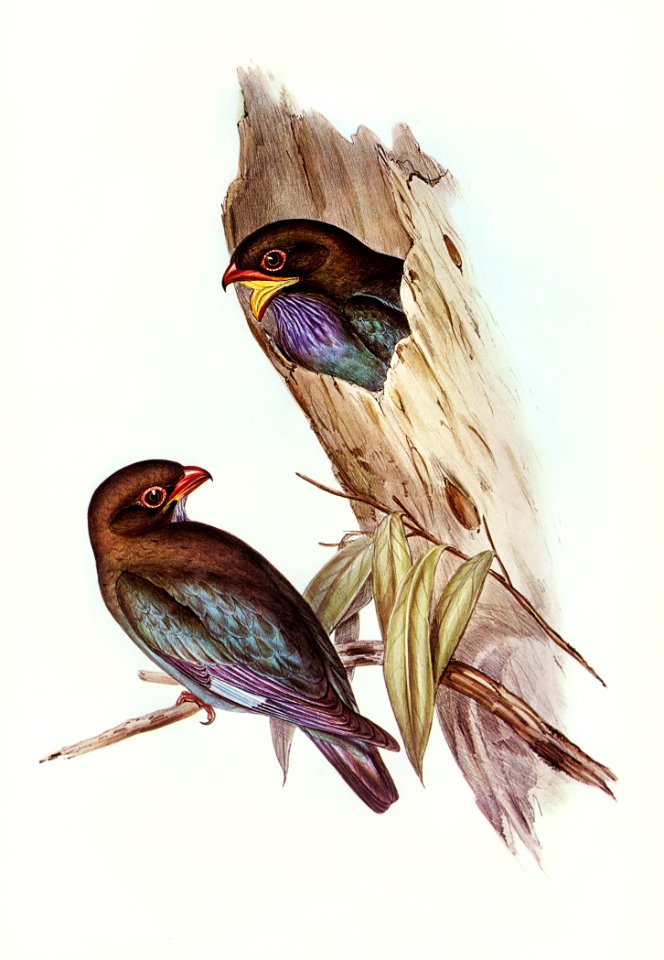 Australian Roller (Eurystomus Australis) illustrated by Elizabeth Gould (1804–1841) for John Gould’s (1804-1881) Birds of Australia (1972 Edition, 8 volumes). Digitally enhanced from our own facsimile book (1972 Edition, 8 volumes).
