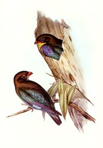 Australian Roller (Eurystomus Australis) illustrated by Elizabeth Gould (1804–1841) for John Gould’s (1804-1881) Birds of Australia (1972 Edition, 8 volumes). Digitally enhanced from our own facsimile book (1972 Edition, 8 volumes).