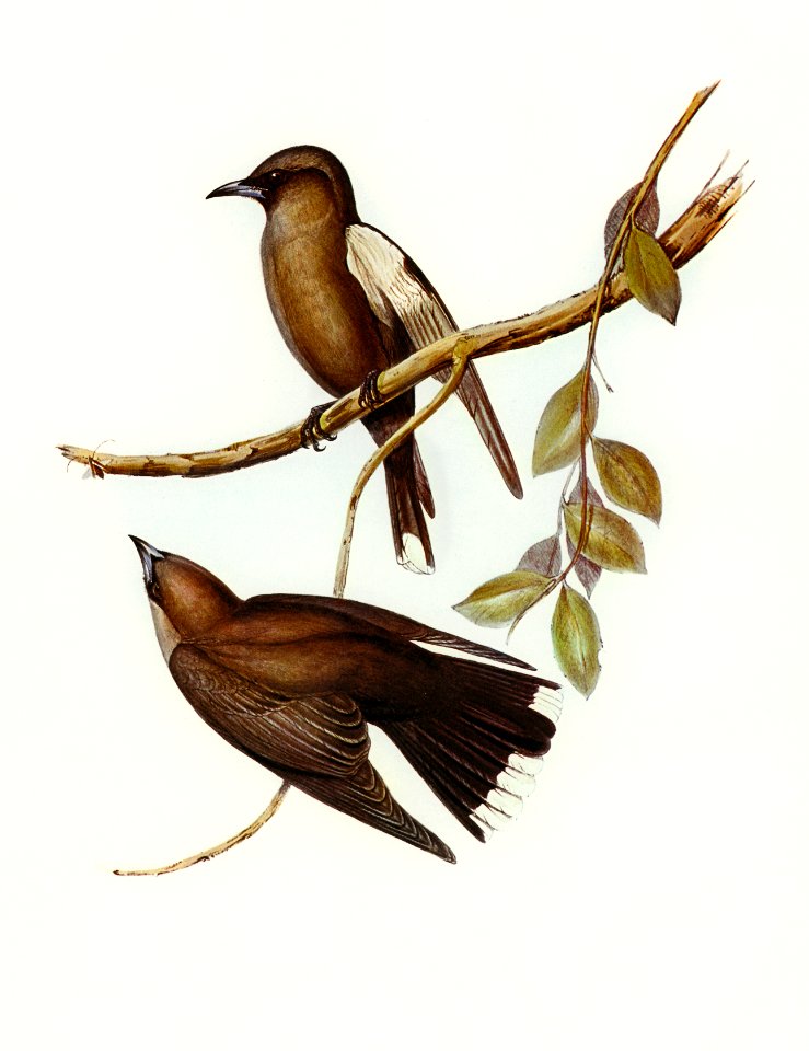 Grey-breasted Wood Swallow (Artamus cinereous) illustrated by Elizabeth Gould (1804–1841) for John Gould’s (1804-1881) Birds of Australia (1972 Edition, 8 volumes). Digitally enhanced from our own facsimile book (1972 Edition, 8 volumes).