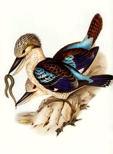 Leach’s Kingfisher (Dacelo Leachii) illustrated by Elizabeth Gould (1804–1841) for John Gould’s (1804-1881) Birds of Australia (1972 Edition, 8 volumes). Digitally enhanced from our own facsimile book (1972 Edition, 8 volumes).