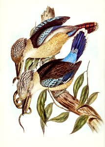 Fawn-breasted Kingfisher (Dacelo corvina) illustrated by Elizabeth Gould (1804–1841) for John Gould’s (1804-1881) Birds of Australia (1972 Edition, 8 volumes). Digitally enhanced from our own facsimile book (1972 Edition, 8 volumes).