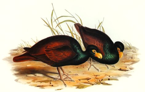 Gnathodon (Gnathodon strigirostris) illustrated by Elizabeth Gould (1804–1841) for John Gould’s (1804-1881) Birds of Australia (1972 Edition, 8 volumes). Digitally enhanced from our own facsimile book (1972 Edition, 8 volumes).