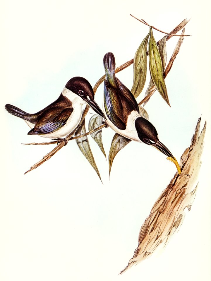 Halcyon sordid (Sordid Halcyon) illustrated by Elizabeth Gould (1804–1841) for John Gould’s (1804-1881) Birds of Australia (1972 Edition, 8 volumes). Digitally enhanced from our own facsimile book (1972 Edition, 8 volumes).
