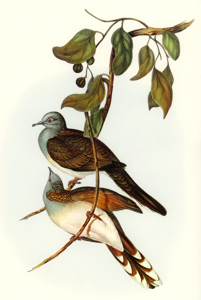 Barred-shouldered Ground Dove (Geopelia humeralis) illustrated by Elizabeth Gould (1804–1841) for John Gould’s (1804-1881) Birds of Australia (1972 Edition, 8 volumes). Digitally enhanced from our own facsimile book (1972 Edition, 8 volumes).