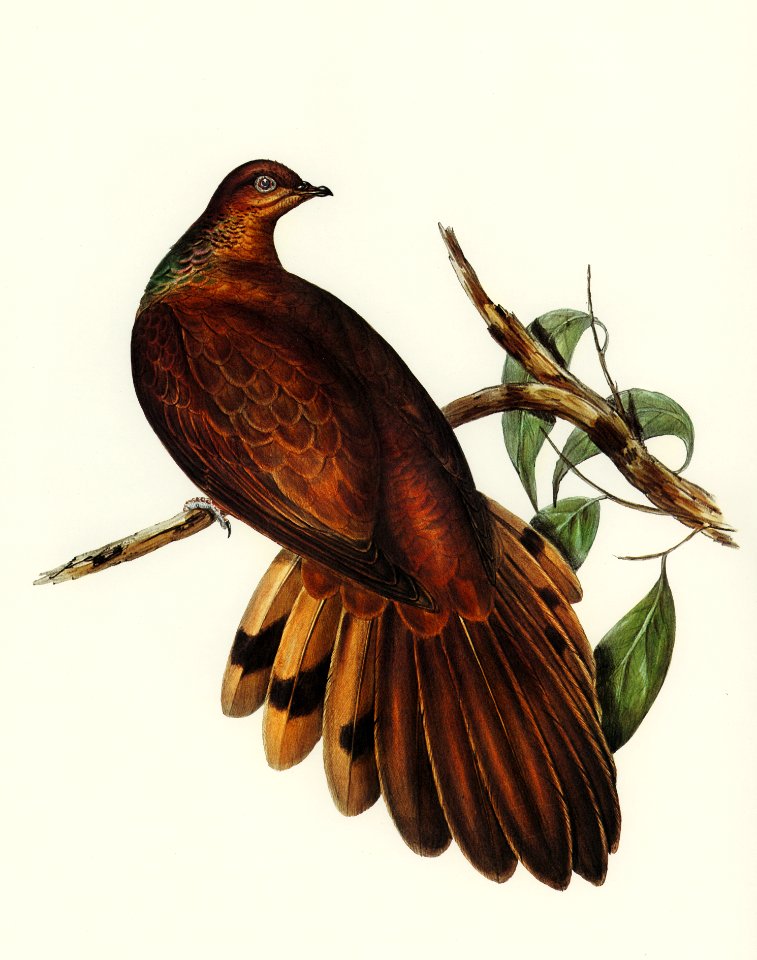 Pheasant-tailed Pigeon (Macropygia Phasianella) illustrated by Elizabeth Gould (1804–1841) for John Gould’s (1804-1881) Birds of Australia (1972 Edition, 8 volumes). Digitally enhanced from our own facsimile book (1972 Edition, 8 volumes).