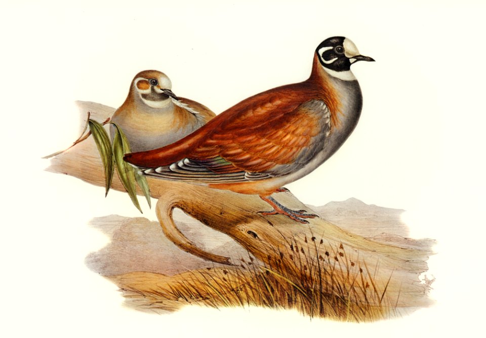 Harlequin Bronze-wing (Peristera histrionica) illustrated by Elizabeth Gould (1804–1841) for John Gould’s (1804-1881) Birds of Australia (1972 Edition, 8 volumes). Digitally enhanced from our own facsimile book (1972 Edition, 8 volumes).
