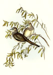 Peaceful Ground Dove (Geopelia tranquilla) illustrated by Elizabeth Gould (1804–1841) for John Gould’s (1804-1881) Birds of Australia (1972 Edition, 8 volumes). Digitally enhanced from our own facsimile book (1972 Edition, 8 volumes).