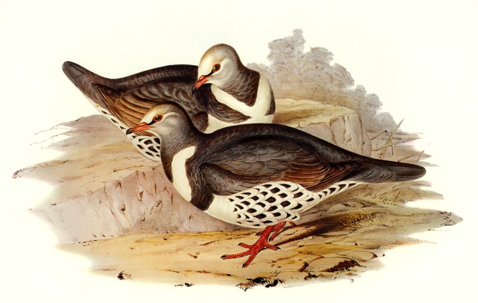 Wonga-wonga Pigeon (Leucosarcia picata) illustrated by Elizabeth Gould (1804–1841) for John Gould’s (1804-1881) Birds of Australia (1972 Edition, 8 volumes). Digitally enhanced from our own facsimile book (1972 Edition, 8 volumes).