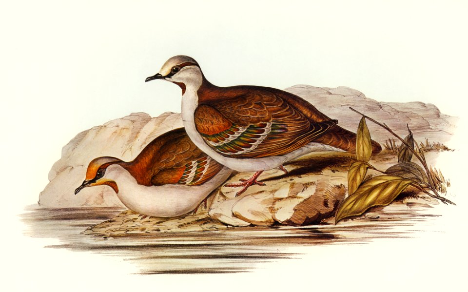 Brush Bronze-winged Pigeon (Peristera elegans) illustrated by Elizabeth Gould (1804–1841) for John Gould’s (1804-1881) Birds of Australia (1972 Edition, 8 volumes). Digitally enhanced from our own facsimile book (1972 Edition, 8 volumes).