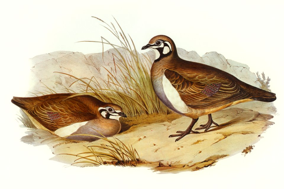 Partridge Bronze-wing (Geophaps scripta) illustrated by Elizabeth Gould (1804–1841) for John Gould’s (1804-1881) Birds of Australia (1972 Edition, 8 volumes). Digitally enhanced from our own facsimile book (1972 Edition, 8 volumes).