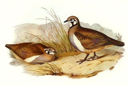 Partridge Bronze-wing (Geophaps scripta) illustrated by Elizabeth Gould (1804–1841) for John Gould’s (1804-1881) Birds of Australia (1972 Edition, 8 volumes). Digitally enhanced from our own facsimile book (1972 Edition, 8 volumes).