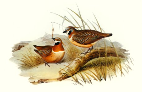 Plumed Partridge Bronze-wing (Geophaps plumifera) illustrated by Elizabeth Gould (1804–1841) for John Gould’s (1804-1881) Birds of Australia (1972 Edition, 8 volumes). Digitally enhanced from our own facsimile book (1972 Edition, 8 volumes).