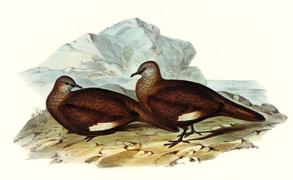 White-quilled Rock Dove (Petrophassa albipennis) illustrated by Elizabeth Gould (1804–1841) for John Gould’s (1804-1881) Birds of Australia (1972 Edition, 8 volumes). Digitally enhanced from our own facsimile book (1972 Edition, 8 volumes).