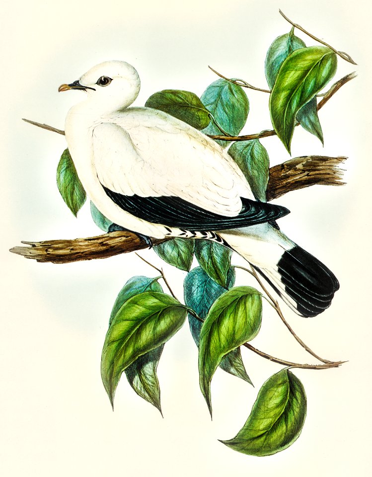 Torres Strait Fruit Pigeon (Carpophaga luctuosa) illustrated by Elizabeth Gould (1804–1841) for John Gould’s (1804-1881) Birds of Australia (1972 Edition, 8 volumes). Digitally enhanced from our own facsimile book (1972 Edition, 8 volumes).