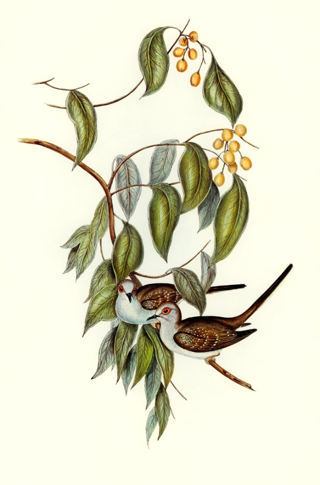 Greaceful Ground Dove (Geopelia cuneata) illustrated by Elizabeth Gould (1804–1841) for John Gould’s (1804-1881) Birds of Australia (1972 Edition, 8 volumes). Digitally enhanced from our own facsimile book (1972 Edition, 8 volumes).