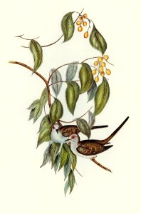 Greaceful Ground Dove (Geopelia cuneata) illustrated by Elizabeth Gould (1804–1841) for John Gould’s (1804-1881) Birds of Australia (1972 Edition, 8 volumes). Digitally enhanced from our own facsimile book (1972 Edition, 8 volumes).. Free illustration for personal and commercial use.