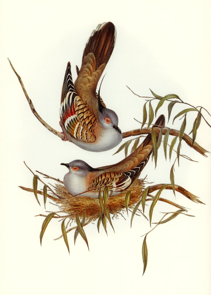 Crested Pigeon (Ocyphaps Lophotes) illustrated by Elizabeth Gould (1804–1841) for John Gould’s (1804-1881) Birds of Australia (1972 Edition, 8 volumes). Digitally enhanced from our own facsimile book (1972 Edition, 8 volumes).