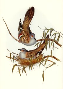 Crested Pigeon (Ocyphaps Lophotes) illustrated by Elizabeth Gould (1804–1841) for John Gould’s (1804-1881) Birds of Australia (1972 Edition, 8 volumes). Digitally enhanced from our own facsimile book (1972 Edition, 8 volumes).