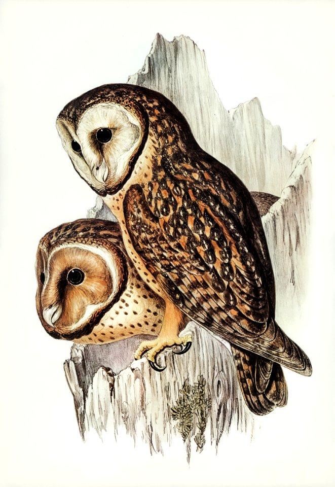 Chestnut-faced Owl (Strix castanops) illustrated by Elizabeth Gould (1804–1841) for John Gould’s (1804-1881) Birds of Australia (1972 Edition, 8 volumes). Digitally enhanced from our own facsimile book (1972 Edition, 8 volumes).