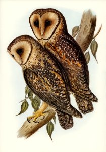 Masked Barn Owl (Strix Personata, Vig) illustrated by Elizabeth Gould (1804–1841) for John Gould’s (1804-1881) Birds of Australia (1972 Edition, 8 volumes). Digitally enhanced from our own facsimile book (1972 Edition, 8 volumes).