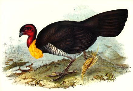 Brush turkey (Talegalla Lathamii) illustrated by Elizabeth Gould (1804–1841) for John Gould’s (1804-1881) Birds of Australia (1972 Edition, 8 volumes). Digitally enhanced from our own facsimile book (1972 Edition, 8 volumes).. Free illustration for personal and commercial use.