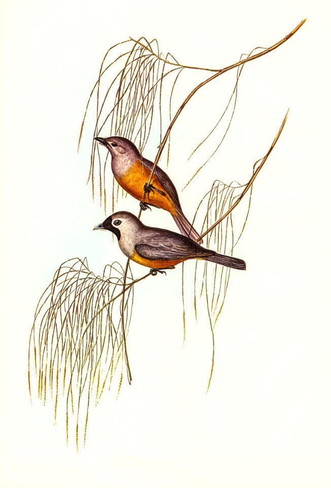 Carinated Flycatcher (Monarcha carinata) illustrated by Elizabeth Gould (1804–1841) for John Gould’s (1804-1881) Birds of Australia (1972 Edition, 8 volumes). Digitally enhanced from our own facsimile book (1972 Edition, 8 volumes).