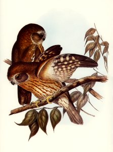 Boobook Owl (Athene boobook) illustrated by Elizabeth Gould (1804–1841) for John Gould’s (1804-1881) Birds of Australia (1972 Edition, 8 volumes). Digitally enhanced from our own facsimile book (1972 Edition, 8 volumes).