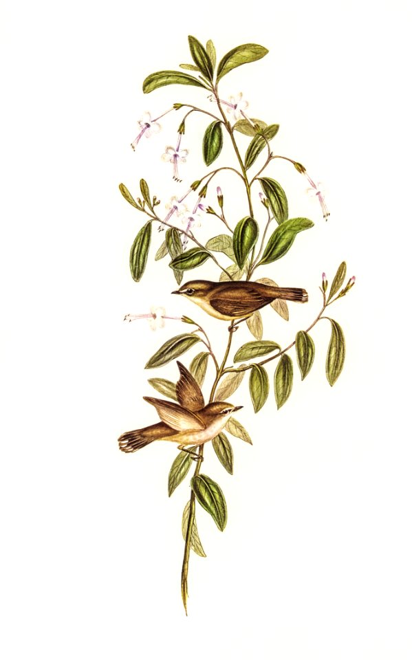 Fuscous Gerygone (Gerygone fuscus) illustrated by Elizabeth Gould (1804–1841) for John Gould’s (1804-1881) Birds of Australia (1972 Edition, 8 volumes). Digitally enhanced from our own facsimile book (1972 Edition, 8 volumes).