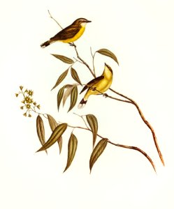 White-throated Gerygone (Gerygone albogularis) illustrated by Elizabeth Gould (1804–1841) for John Gould’s (1804-1881) Birds of Australia (1972 Edition, 8 volumes). Digitally enhanced from our own facsimile book (1972 Edition, 8 volumes).