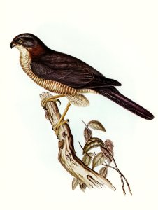 West Australian Goshawk (Astur cruentus) illustrated by Elizabeth Gould (1804–1841) for John Gould’s (1804-1881) Birds of Australia (1972 Edition, 8 volumes). Digitally enhanced from our own facsimile book (1972 Edition, 8 volumes).