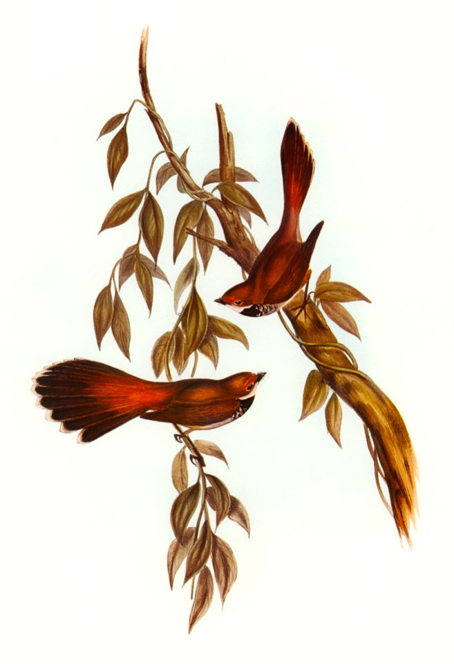 Black Fantailed Flycatcher (Rhipidura Motacilloides) illustrated by Elizabeth Gould (1804–1841) for John Gould’s (1804-1881) Birds of Australia (1972 Edition, 8 volumes). Digitally enhanced from our own facsimile book (1972 Edition, 8 volumes).