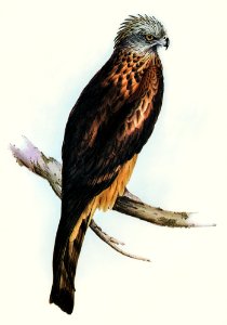 Square-tailed Kite (Milvus insures) illustrated by Elizabeth Gould (1804–1841) for John Gould’s (1804-1881) Birds of Australia (1972 Edition, 8 volumes). Digitally enhanced from our own facsimile book (1972 Edition, 8 volumes).
