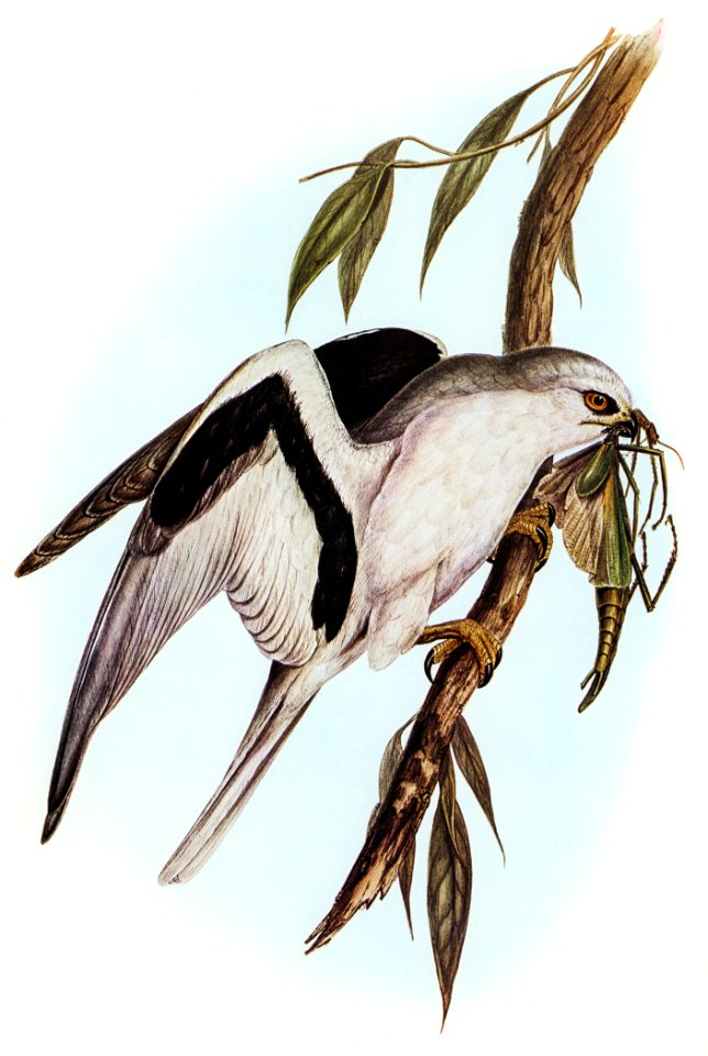 Letter-winged Kite (Elanus sciptus) illustrated by Elizabeth Gould (1804–1841) for John Gould’s (1804-1881) Birds of Australia (1972 Edition, 8 volumes). Digitally enhanced from our own facsimile book (1972 Edition, 8 volumes).