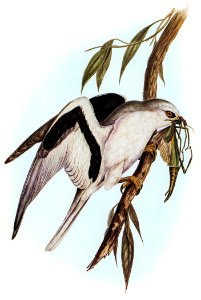 Letter-winged Kite (Elanus sciptus) illustrated by Elizabeth Gould (1804–1841) for John Gould’s (1804-1881) Birds of Australia (1972 Edition, 8 volumes). Digitally enhanced from our own facsimile book (1972 Edition, 8 volumes).